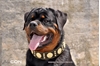 Picture of Bestia Maximus Dog Collar Black & Gold